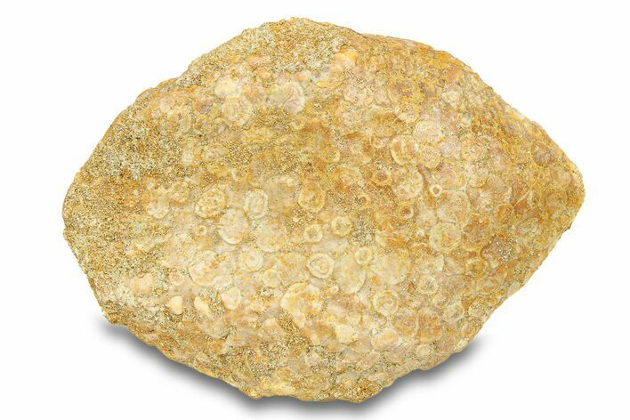 Fossil Crusher Fish (Eodiaphyodus) Mouth Plate -Morocco #294189